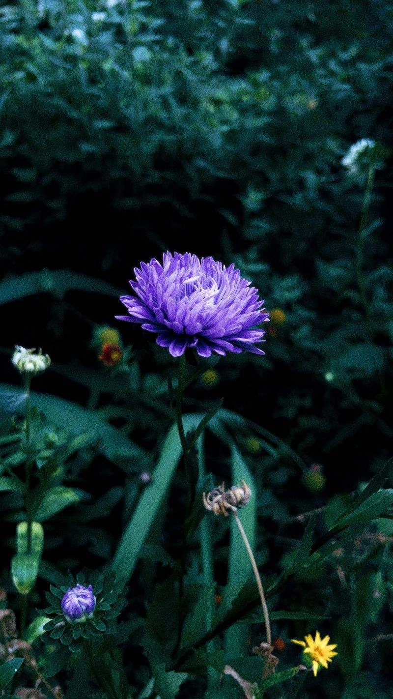 Maple Leaf Garden & Landscape Co. 3